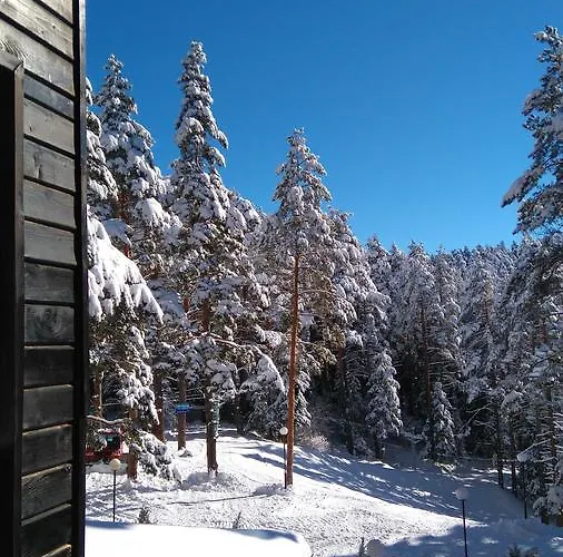 магнолия, Magnoliya Paničišče